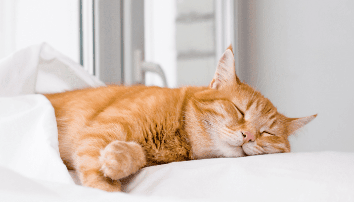 Why Do Cats Sleep So Much Blog Image | NYC Limo Service